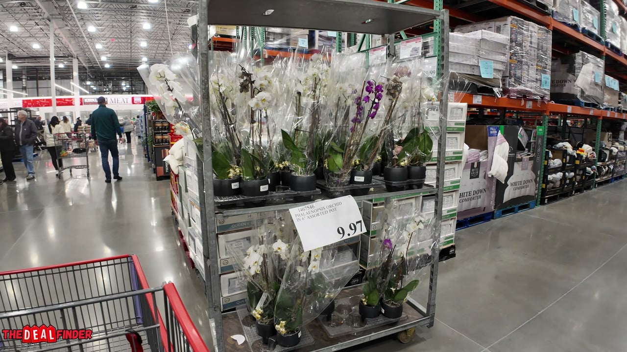 Phalaenopsis Orchid in 6" Assorted Pot