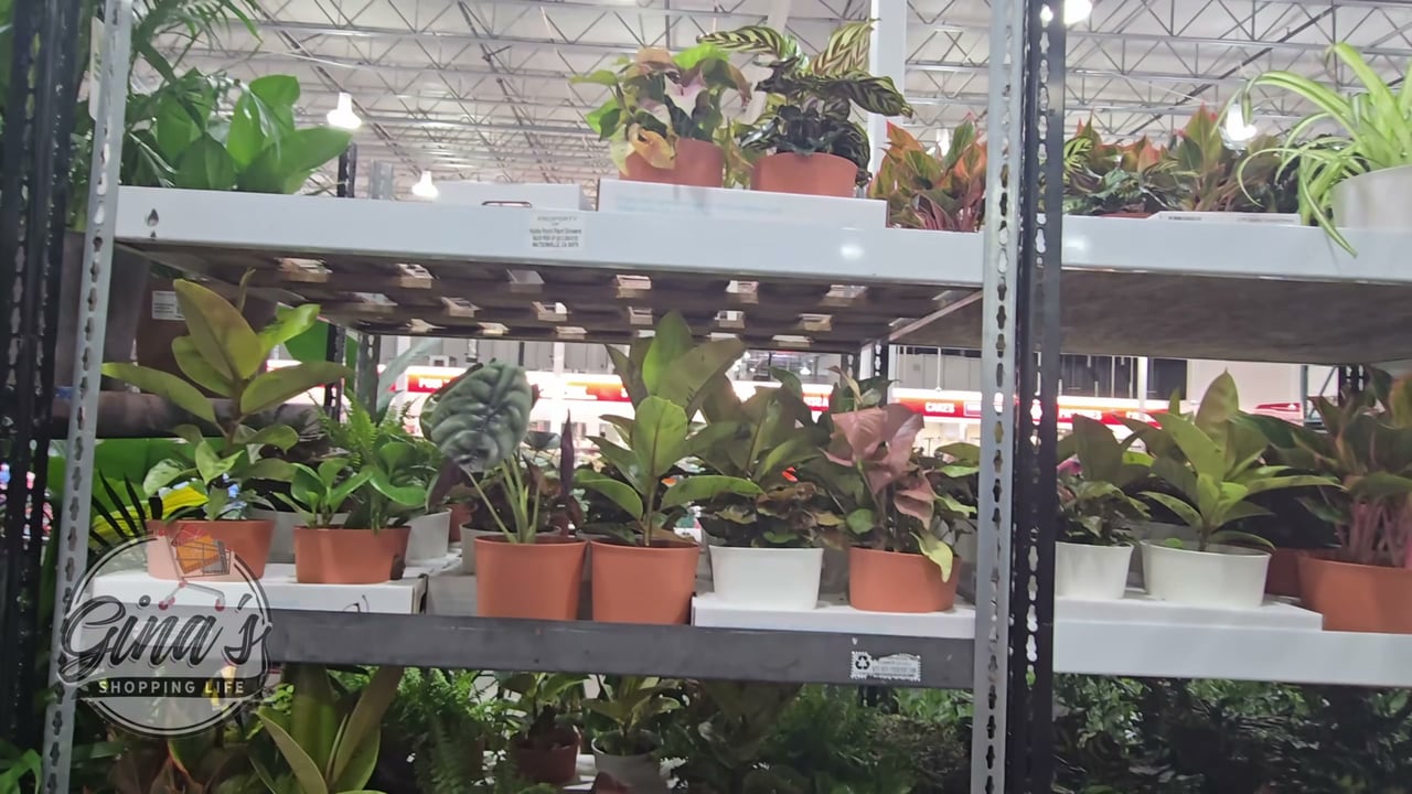 Trending Tropicals Assorted 2-Pack, 6" (0.74 Gallon/2.8L)