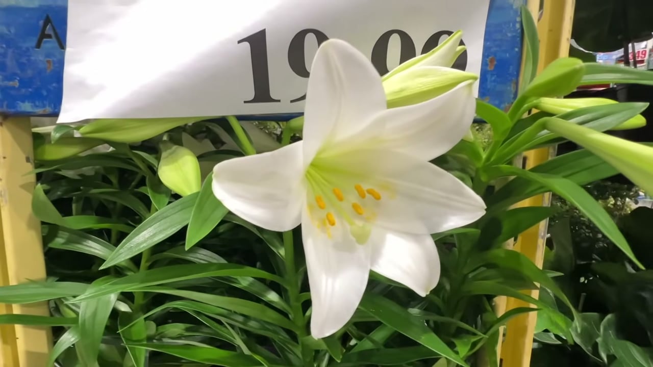 10" Easter Lily