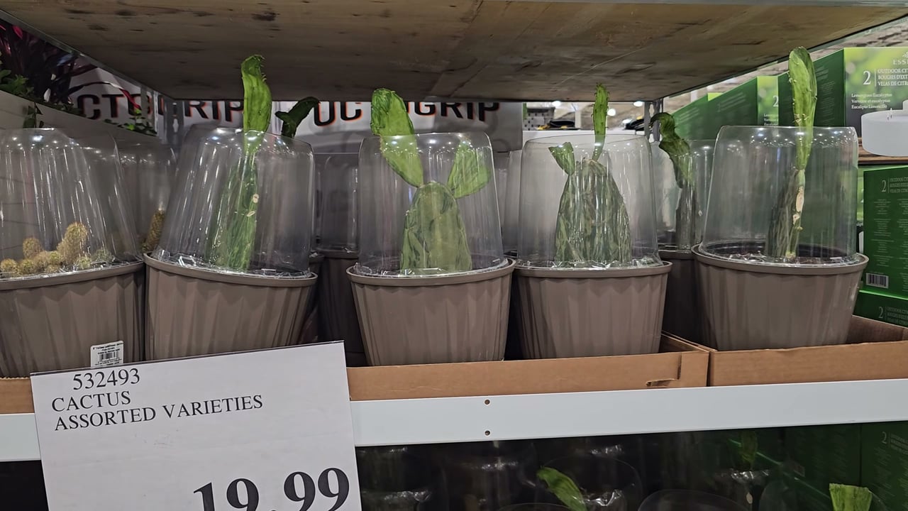 Cactus Assorted Varieties