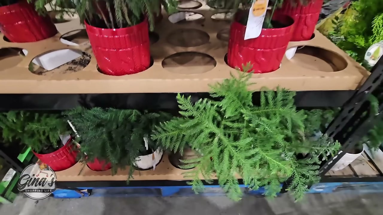 Norfolk Island Pine 1.8QT / 1.7L