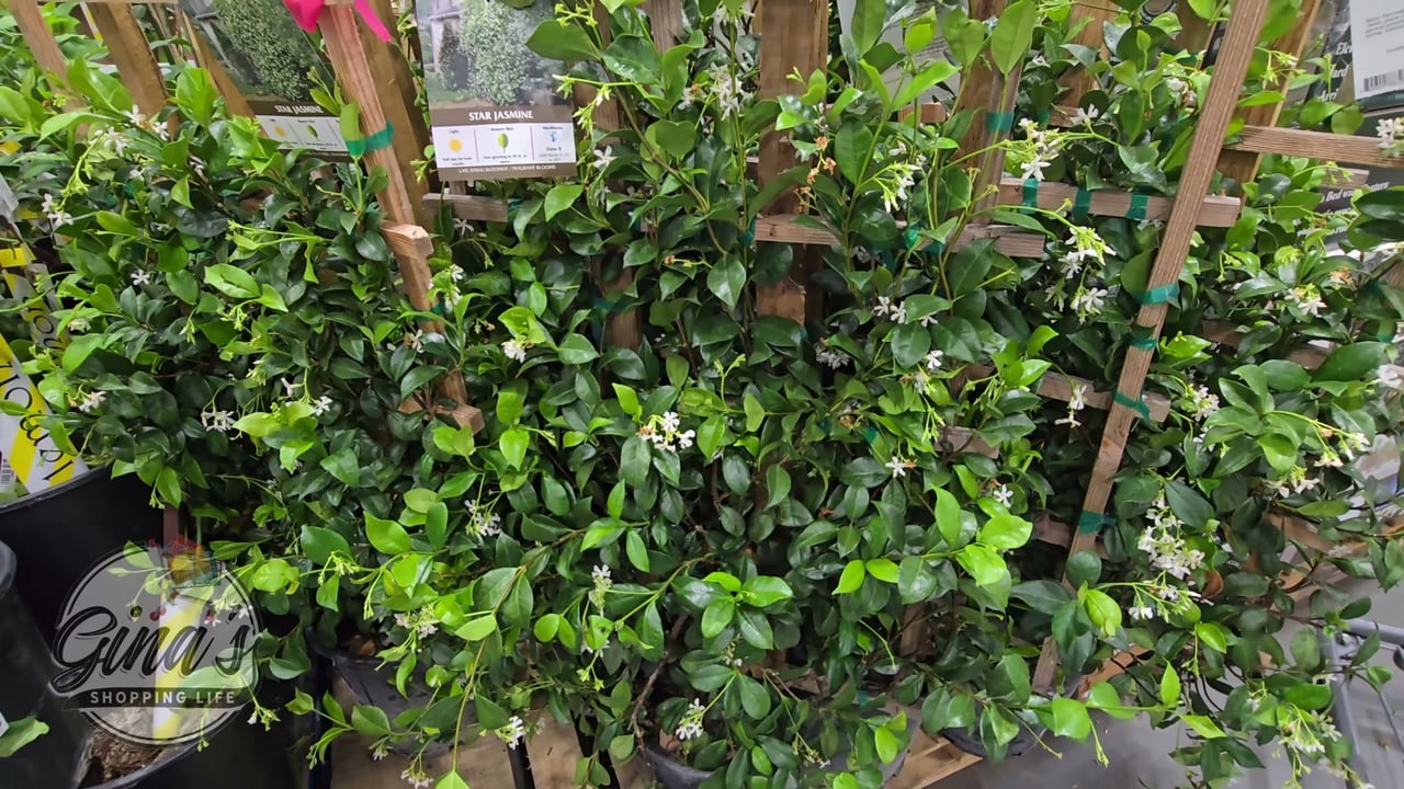 Star Jasmine Espalier 3.2 Gallon