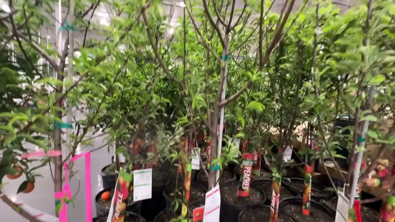 15-Gallon Fruit Tree