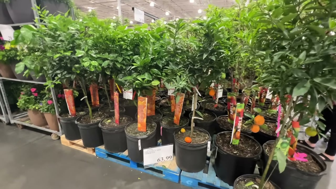Orange Tree #10 Gallon