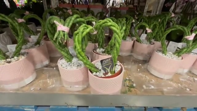 Heart-Shaped Sansevieria in Ceramic Pot, 5"