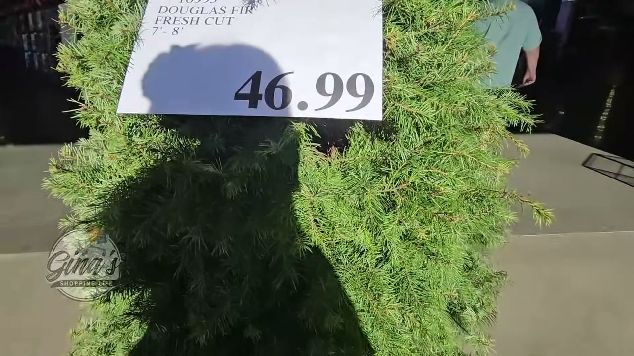 Douglas Fir Fresh Cut Christmas Tree 7'-8'