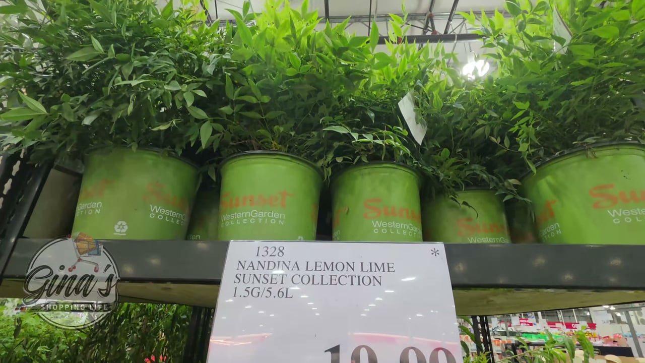 Nandina Lemon Lime Sunset Collection 1.5 Gallon