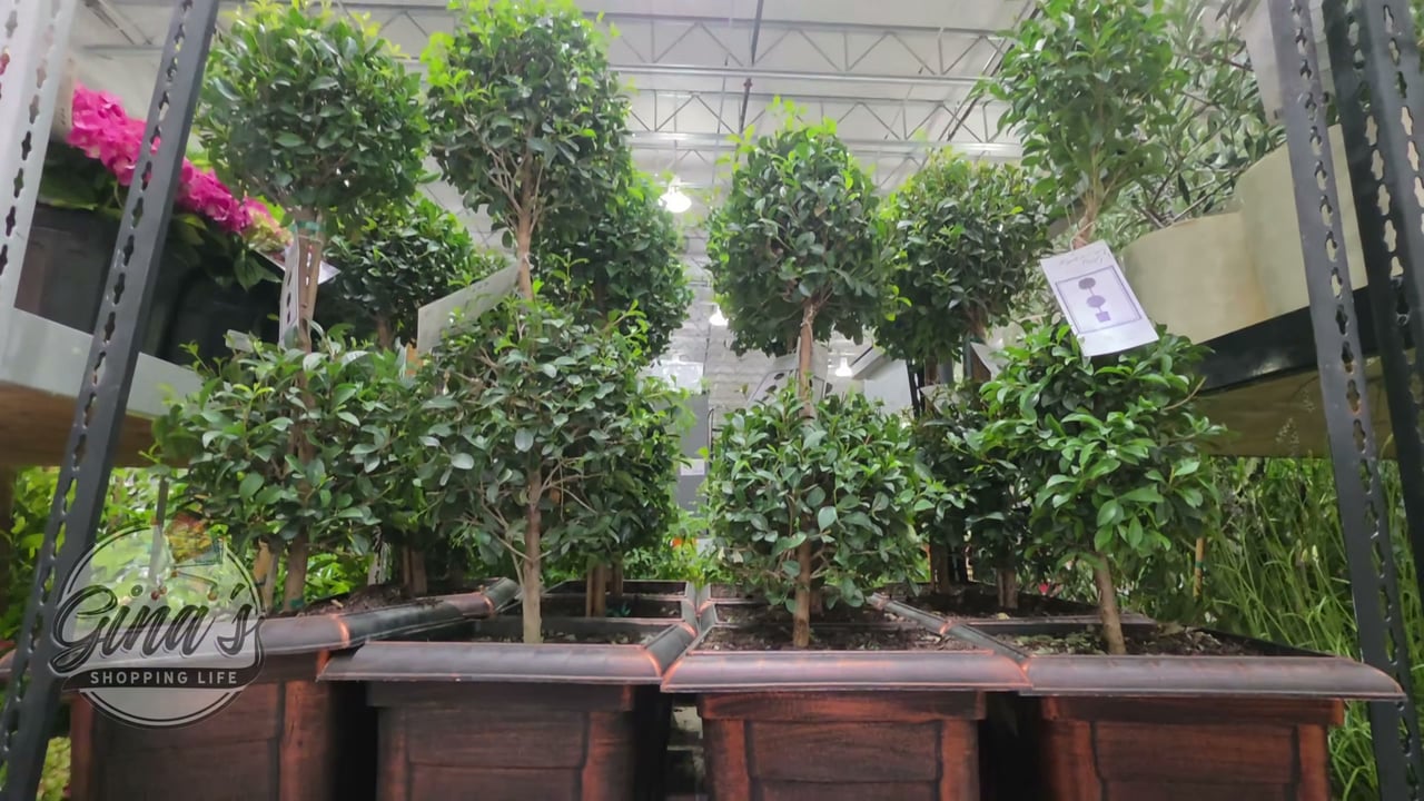 Eugenia Topiary 3.8 Gallon / 14.5 Liter