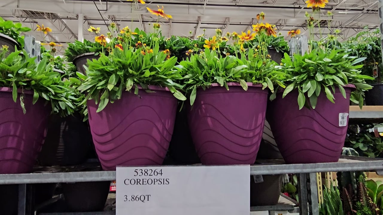 Coreopsis 3.86 Qt