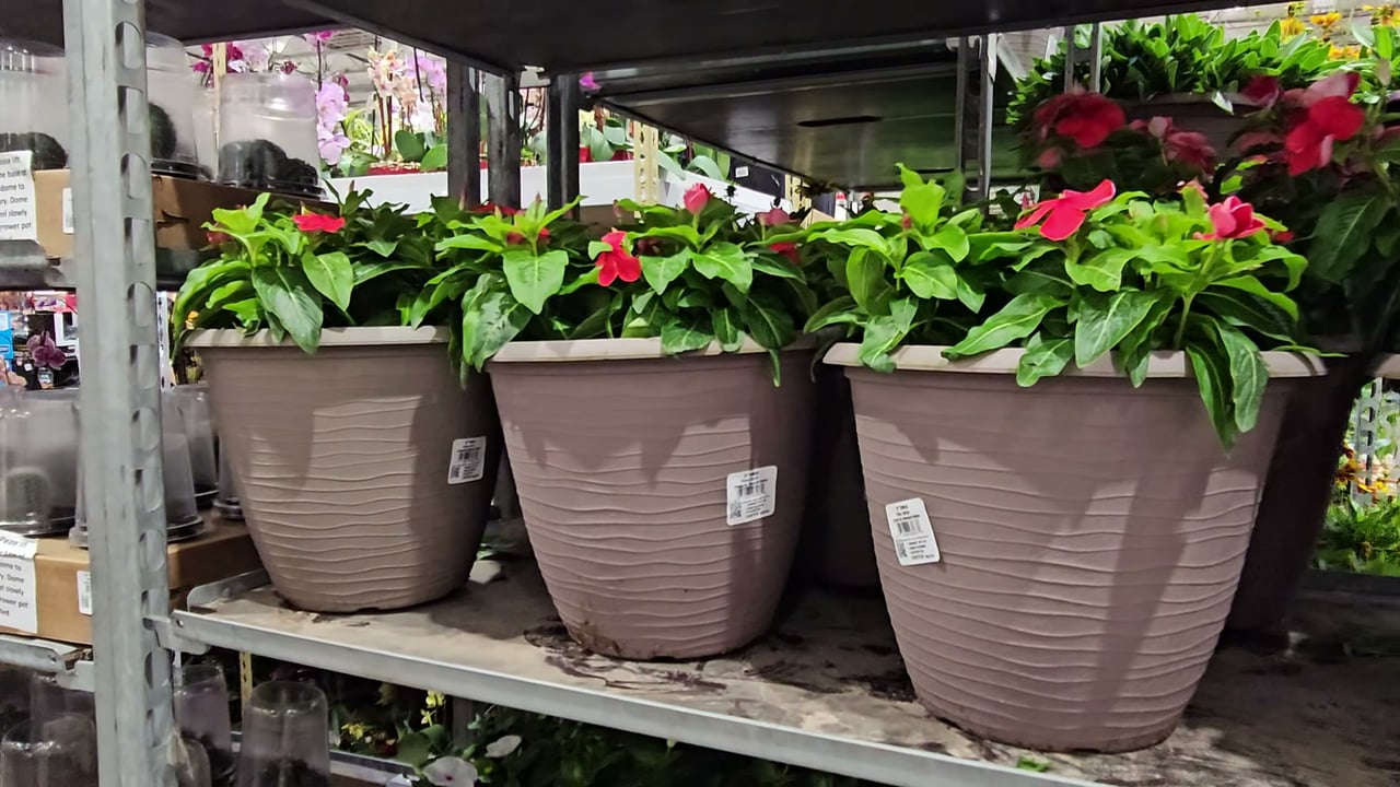 Vinca 3.86 Qt (12")