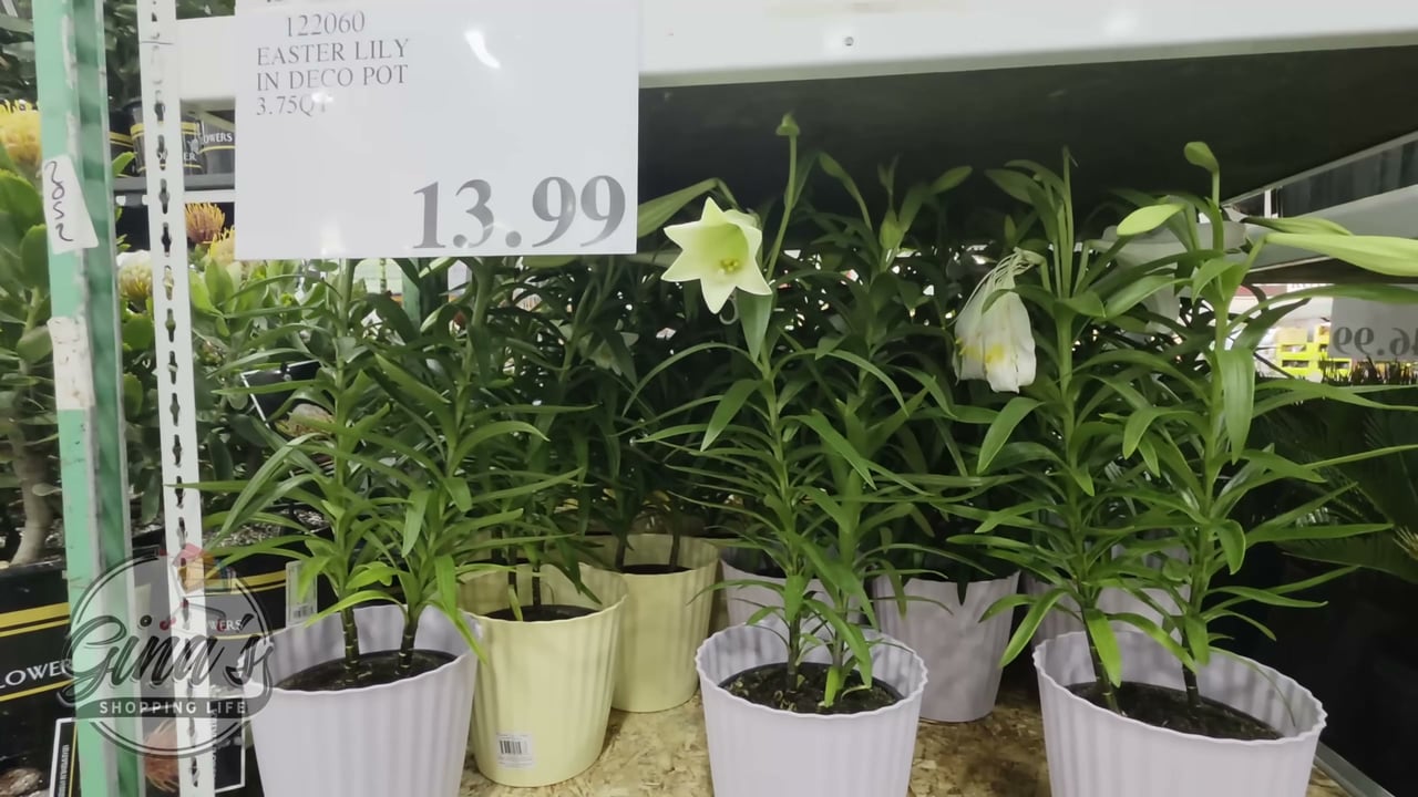 Lily in Basket 3.75 Qt