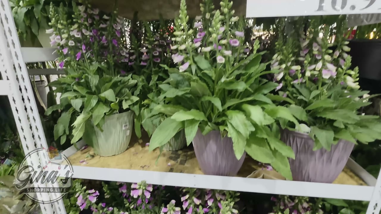Foxglove Digitalis 'Lucas' 2.31G