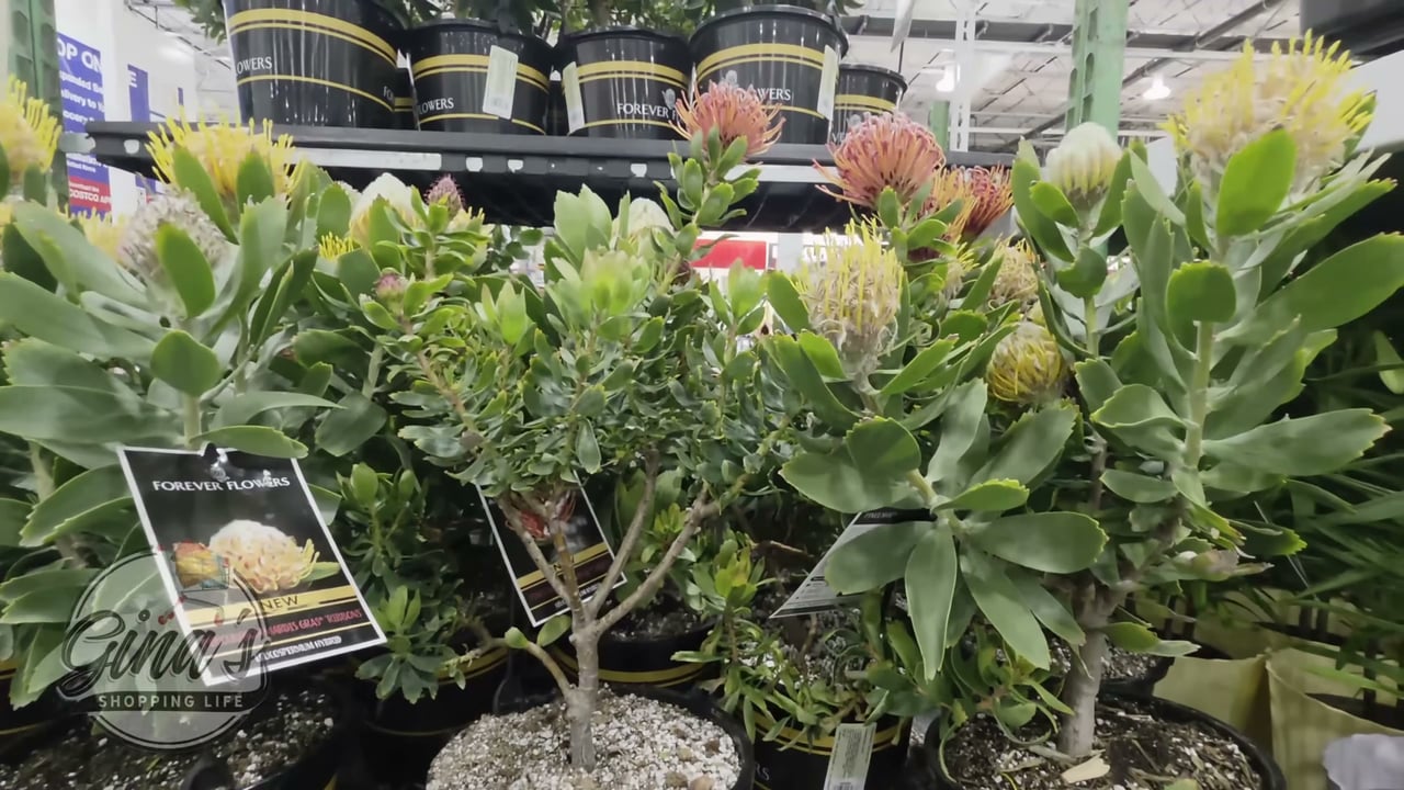 Forever Flowers Protea Assorted - 1.5 Gallon / 5.67L