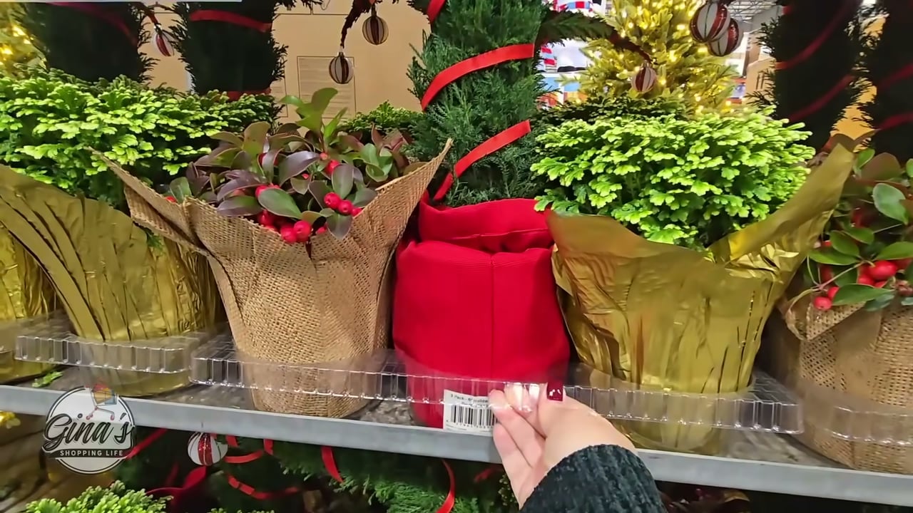 Holiday Plant Assorted Giftable 3-Pack 1.89L
