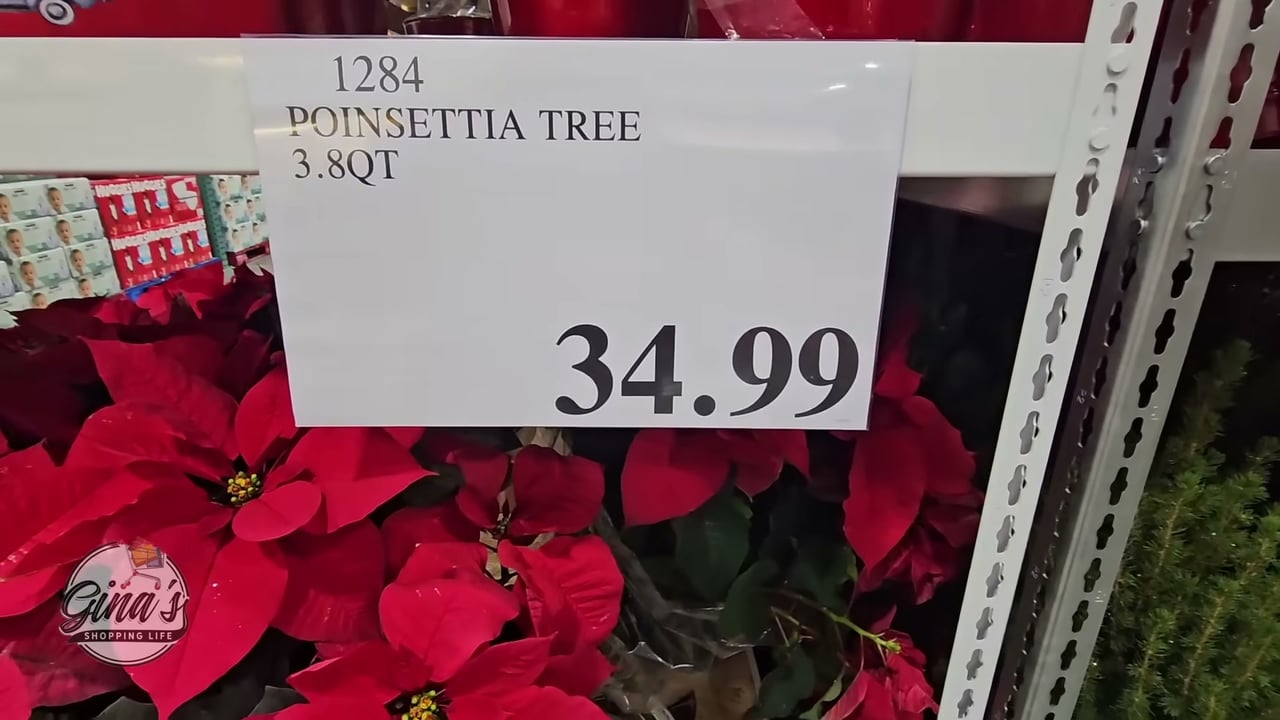 Poinsettia Tree 3.8QT
