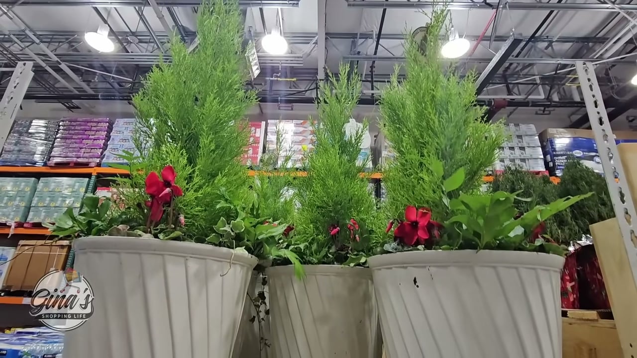Holiday Garden in Decorative Pot 5.8 Gallon/22 Liter