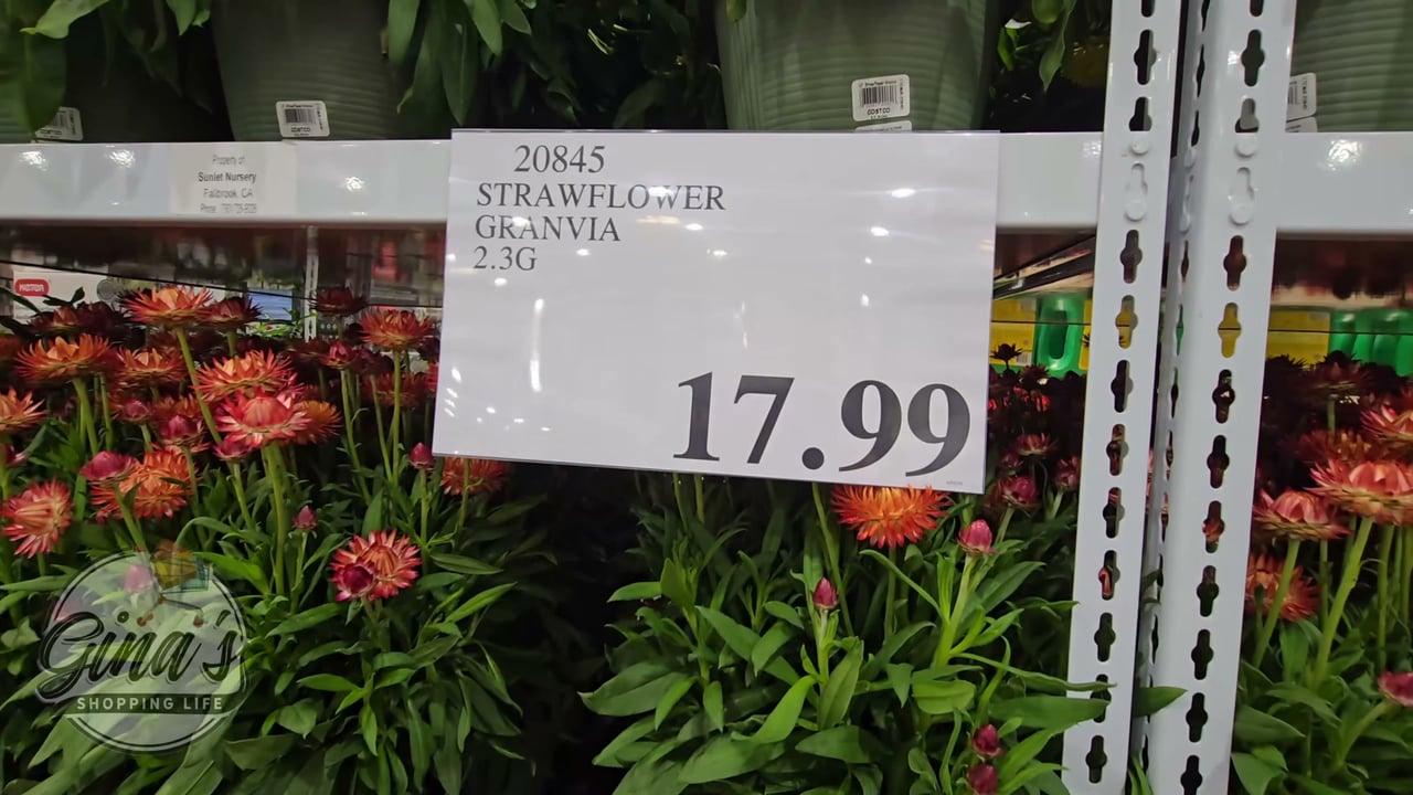 STRAWFLOWER GRANVIA 2.3G