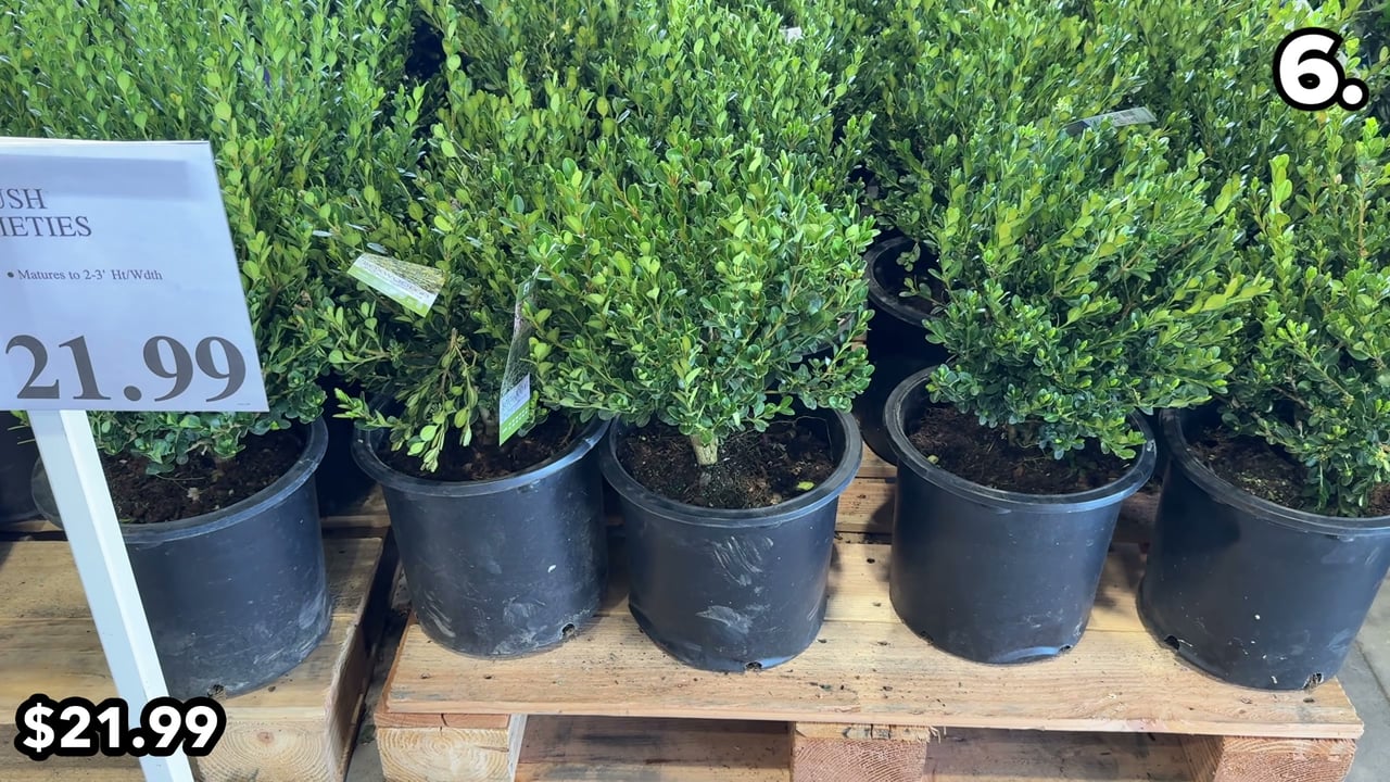 #3 Buxus Boxwood Shrub, 2.14 Gallon (8.1 L)