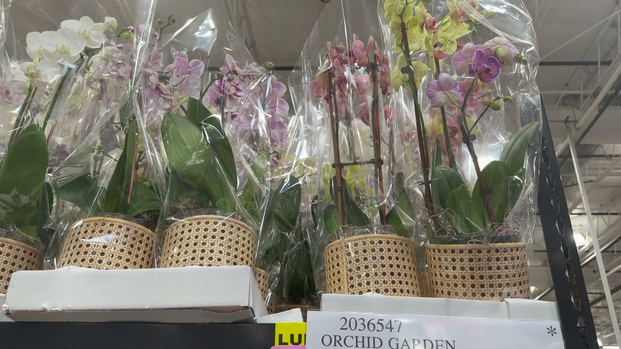 Orchid Garden