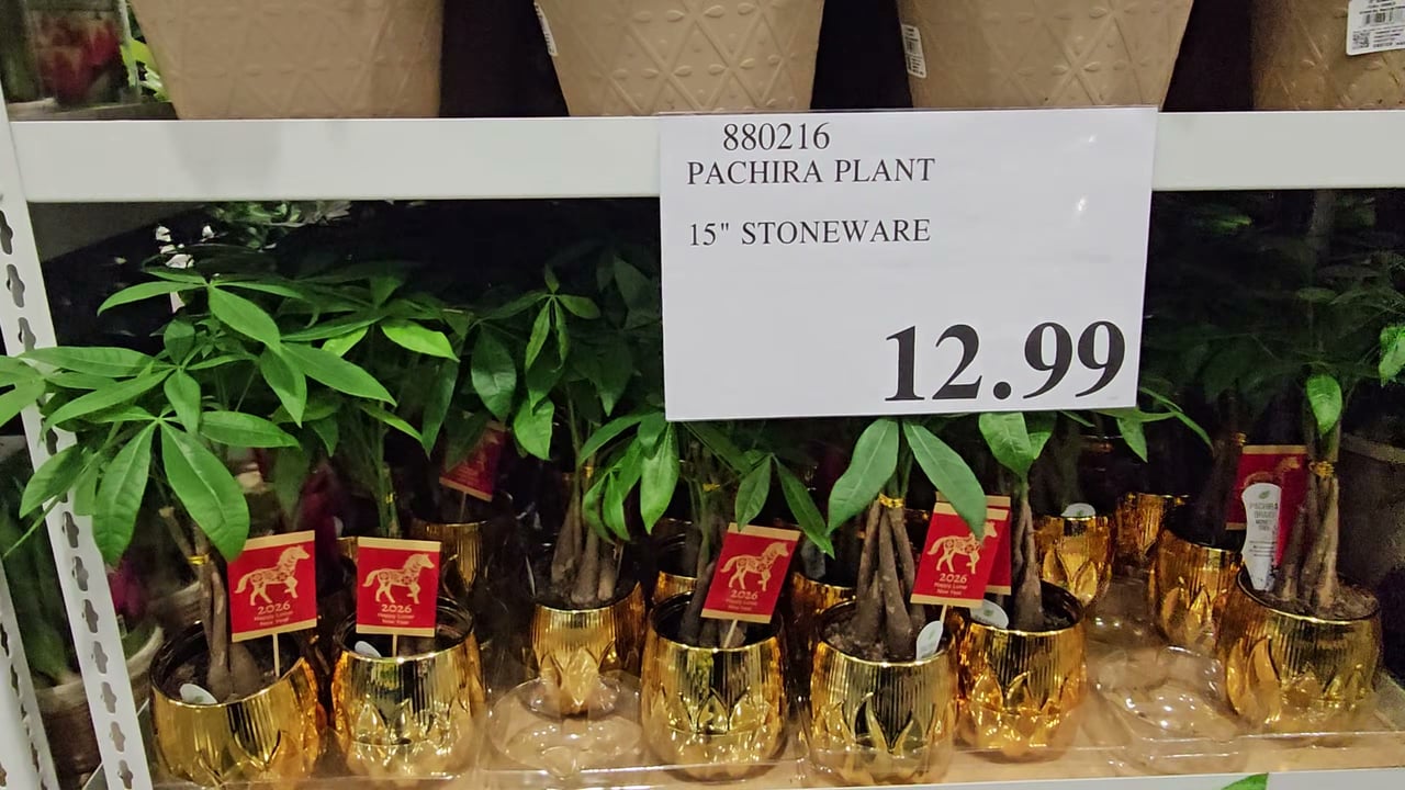 Pachira Money Tree in Gold Ceramic Pot 1.78L
