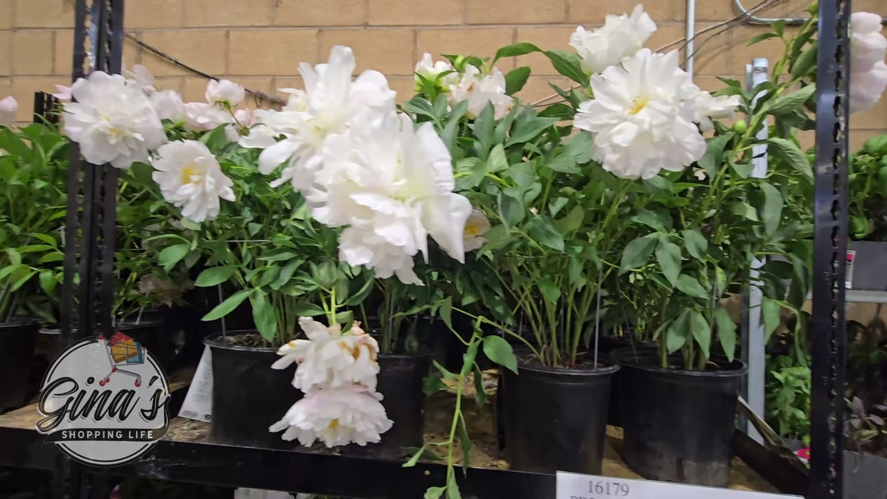 Peony Assorted Colors, 1.5 Gallon (5.6L)