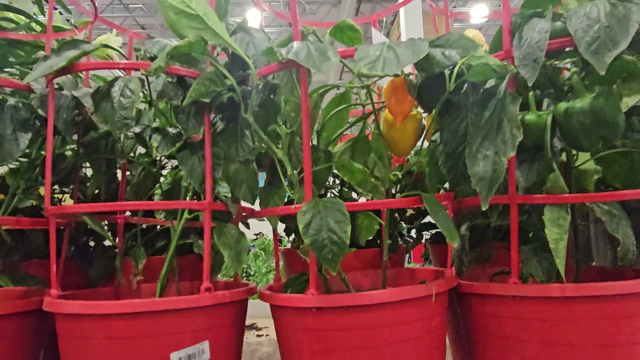 Tri Color Bell Pepper Plant, 3-Gallon (11.4L)
