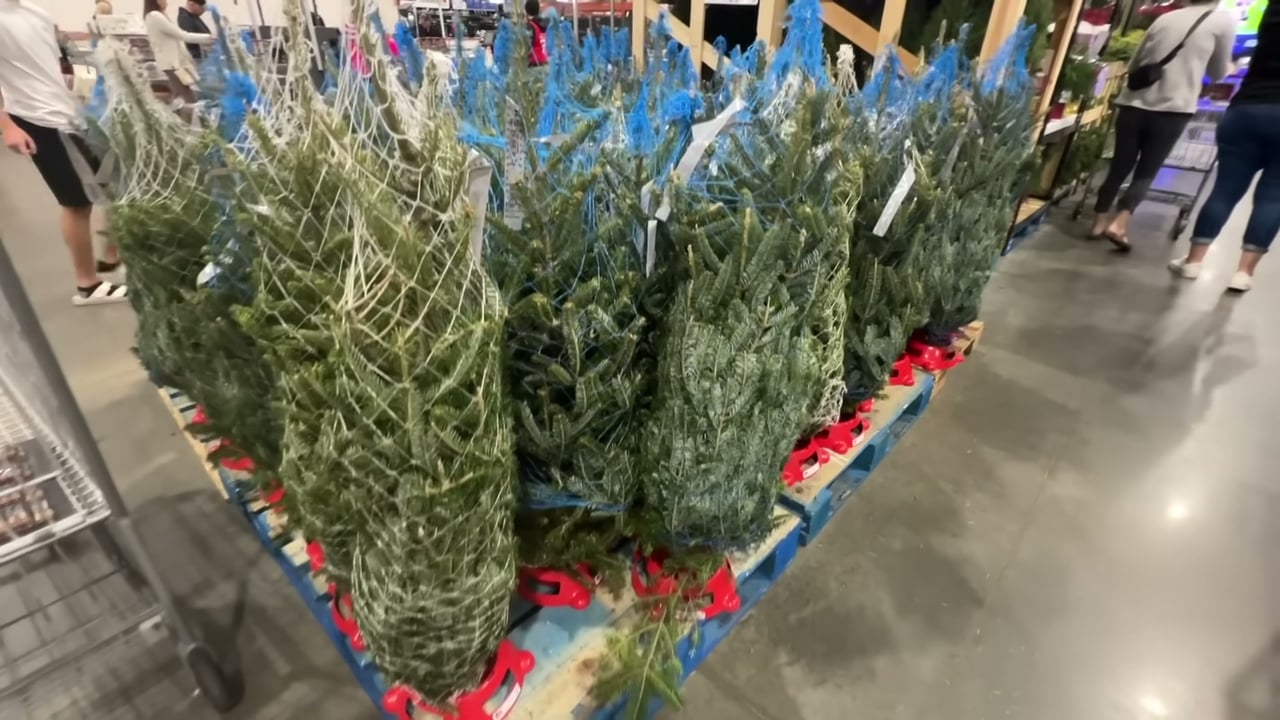 Fraser Fir Table Top Tree