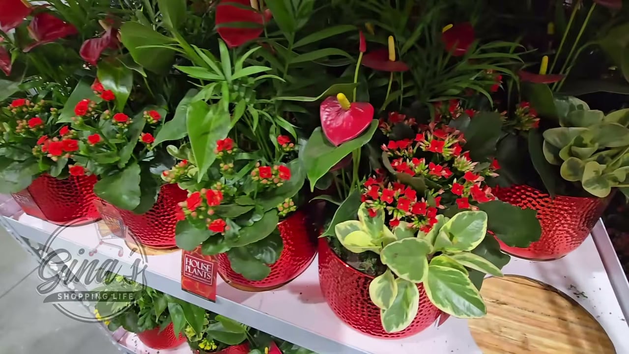 Anthurium Arrangement 2.8QT/2.6L