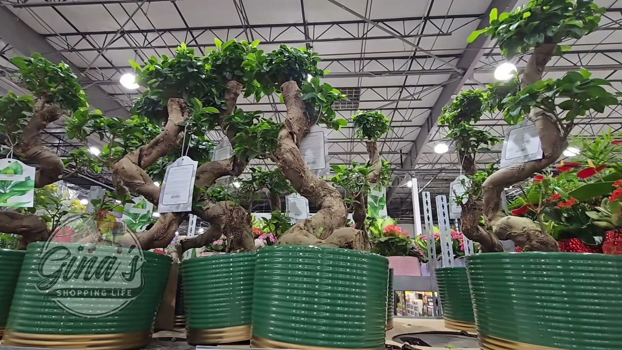 9" S-Shaped Bonsai Ficus Ginseng (#1223635) - $12.97 (down from $44.99)