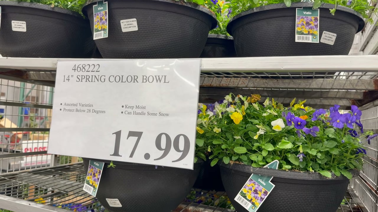 Pansy/Viola Color Bowl, Frost/Freeze Tolerant