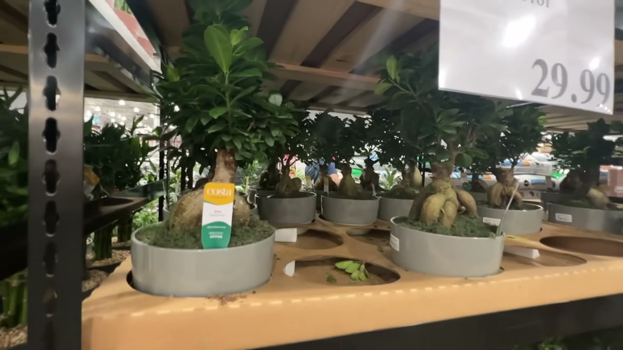 6" Bonsai in Ceramic Pot