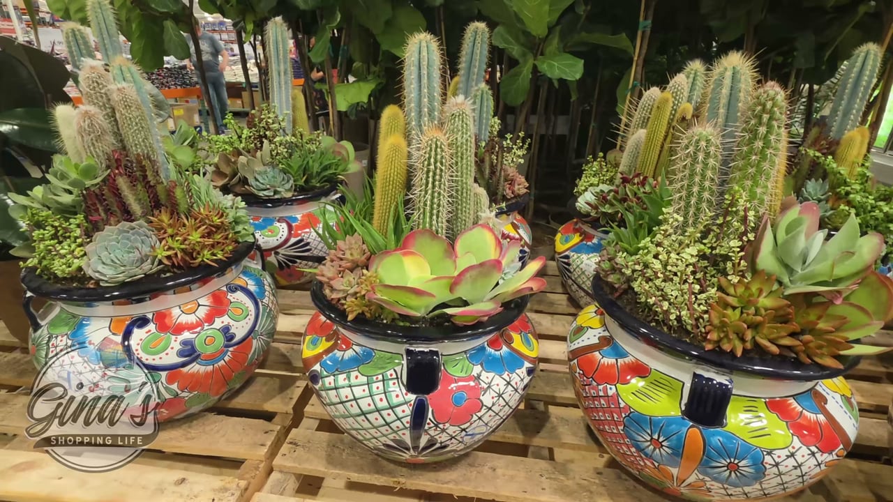 Agave in Glazed Ceramic Pot, 15 Gallon