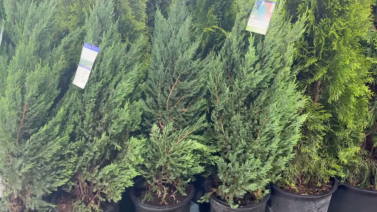 5-Gallon Blue Point Juniper