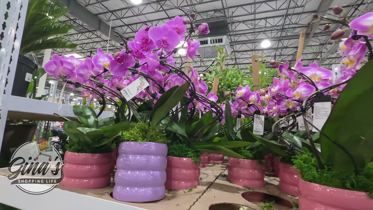 Double Pirouette Orchid