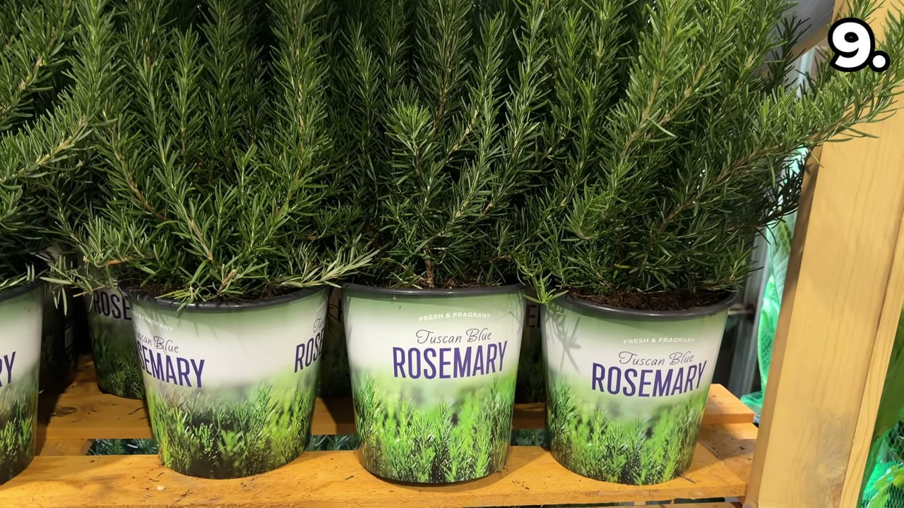 Rosemary Natural 1.5 Gallon