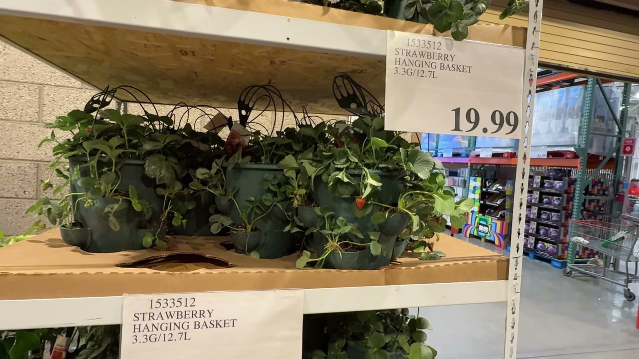 Strawberry Hanging Basket, 12-Inch (3.1 Gallon / 11.7L) (#1533512) - $19.99  (down from $24.99)