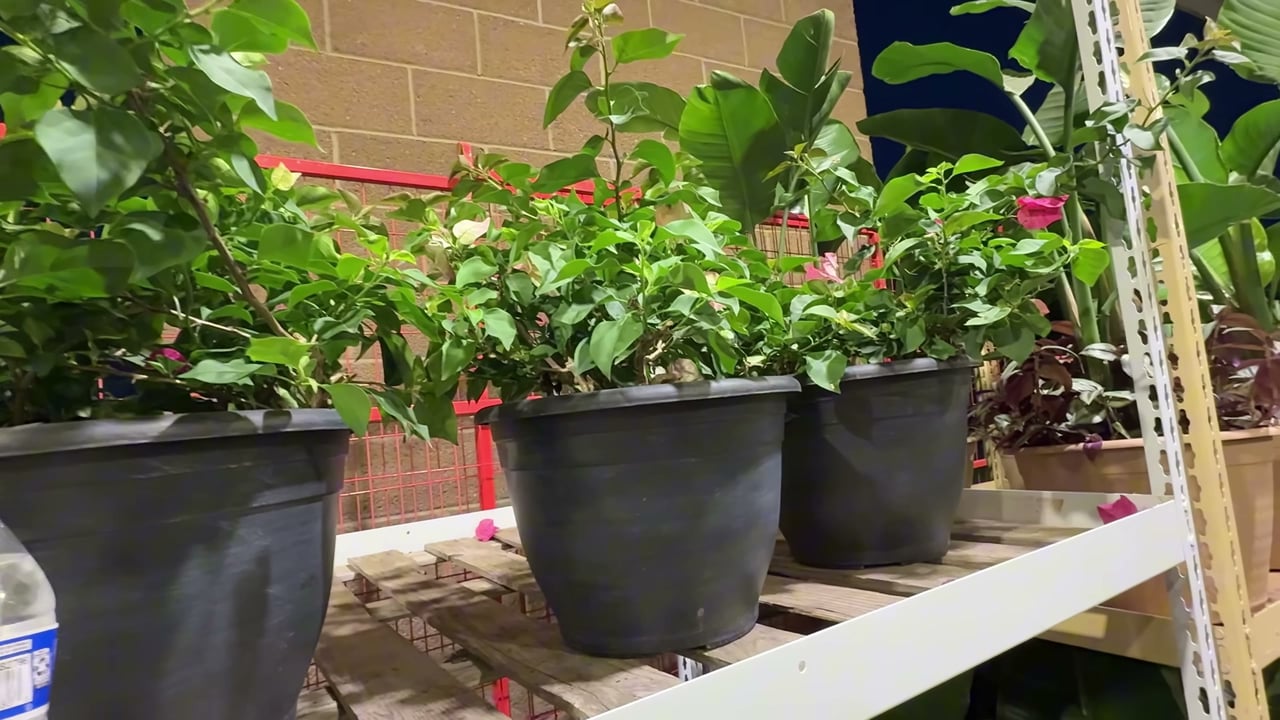 Bougainvillea Multicolor 3.38 Gal