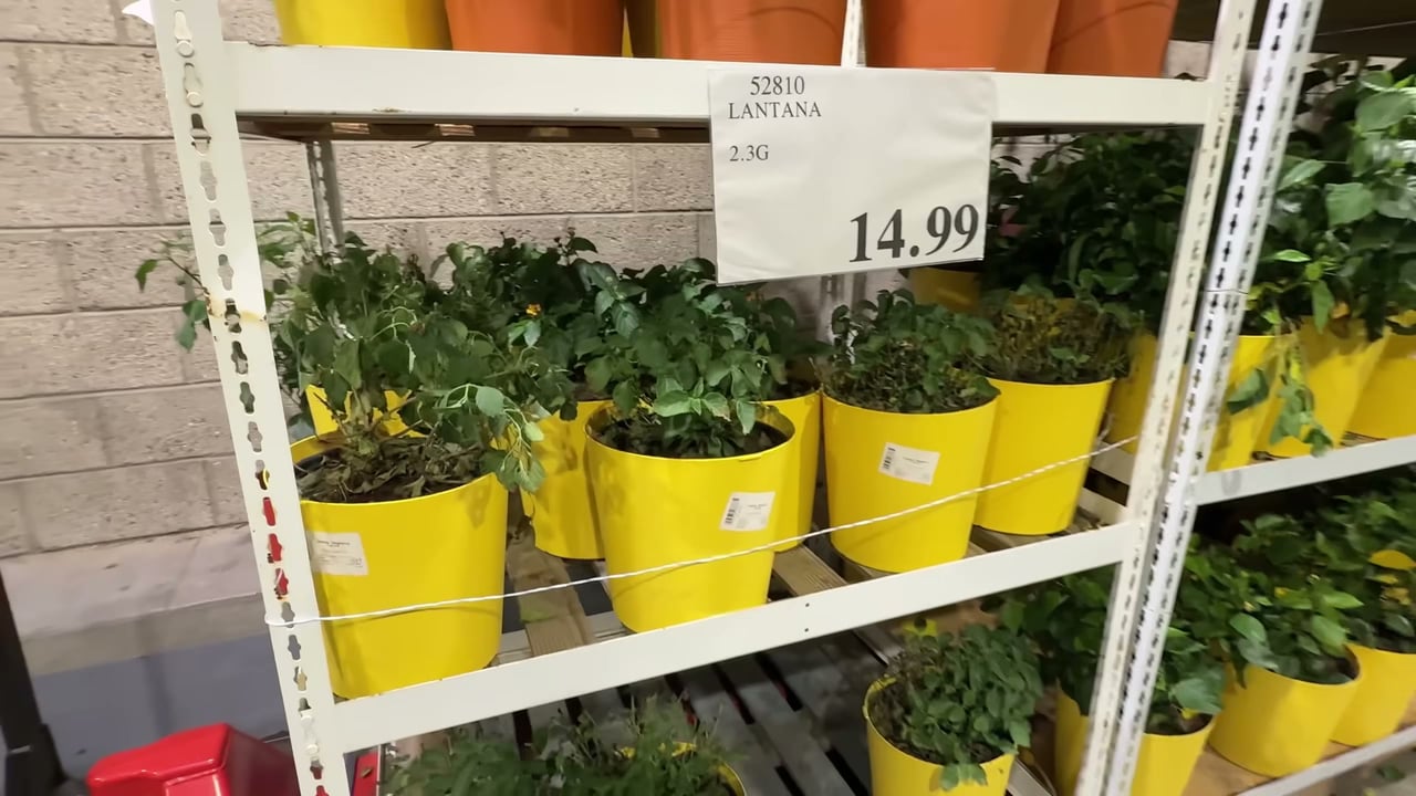 Lantana Cache 2.3 Gallon