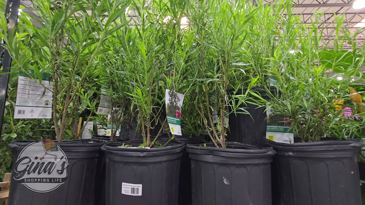 Desert Willow Sweet Bubba Seedless 18.9L