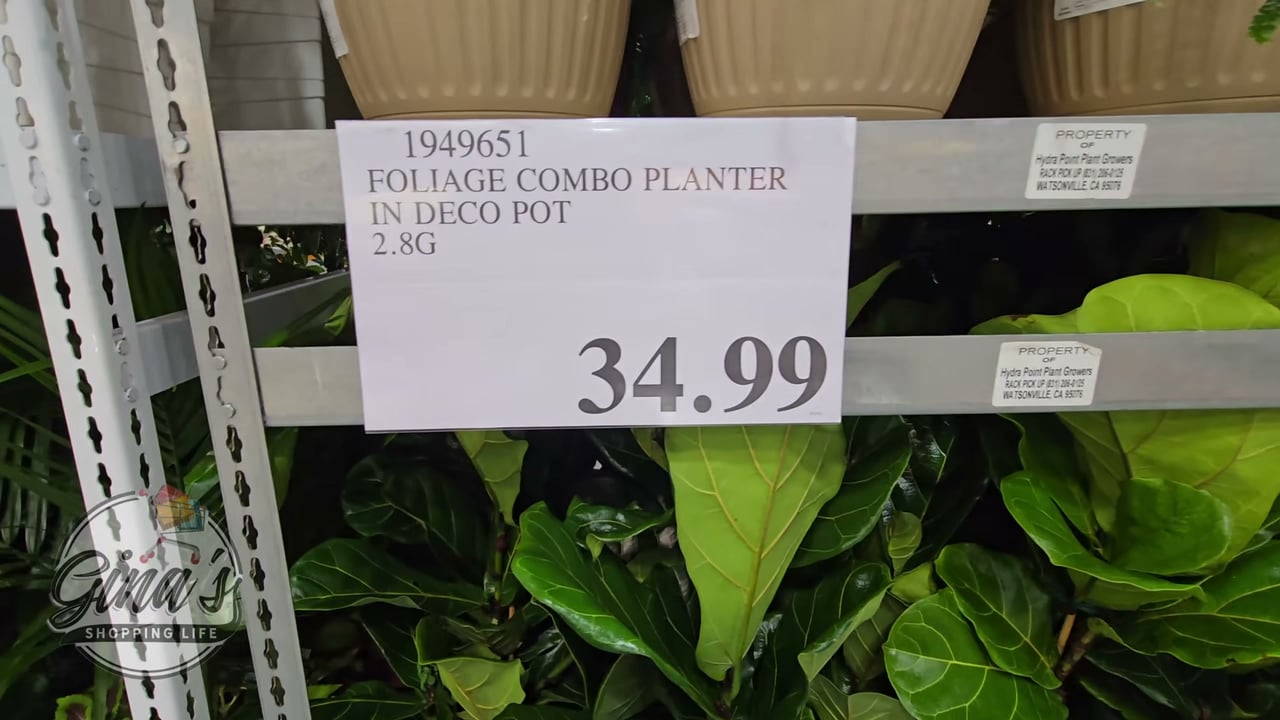 12" Foliage Combo in Decorative Pot, 3.84 Gallon / 14.55 Liter