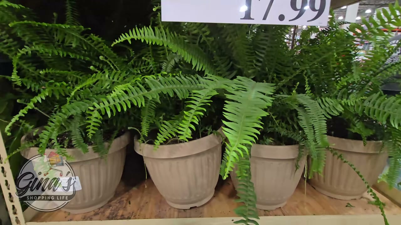 Kimberly Queen Fern Patio Ready 3.58G