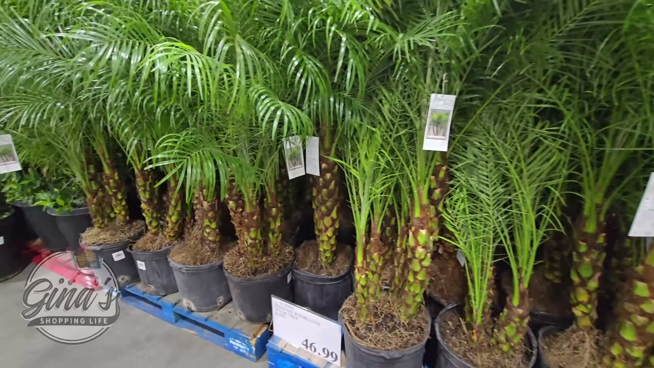 Roebelenii Palm 4.95 Gallon / 18.7L