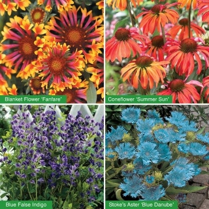 Premium Bedding Plants 3-Pack, Assorted Varieties, 2.5 Qt/2.4L