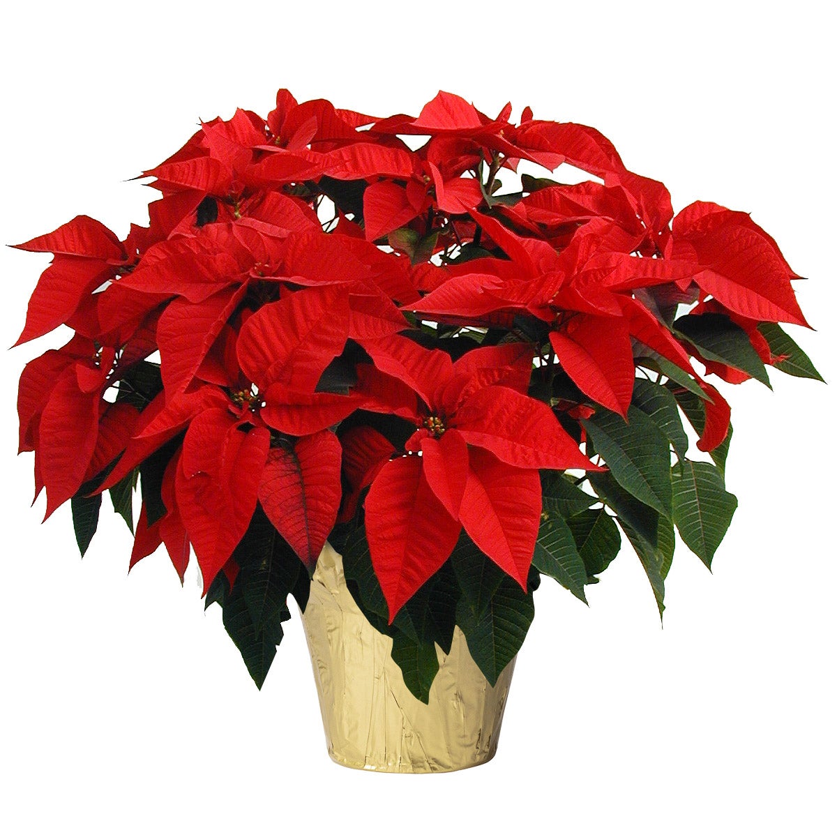 10" Poinsettia 1.81 Gal/6.85L