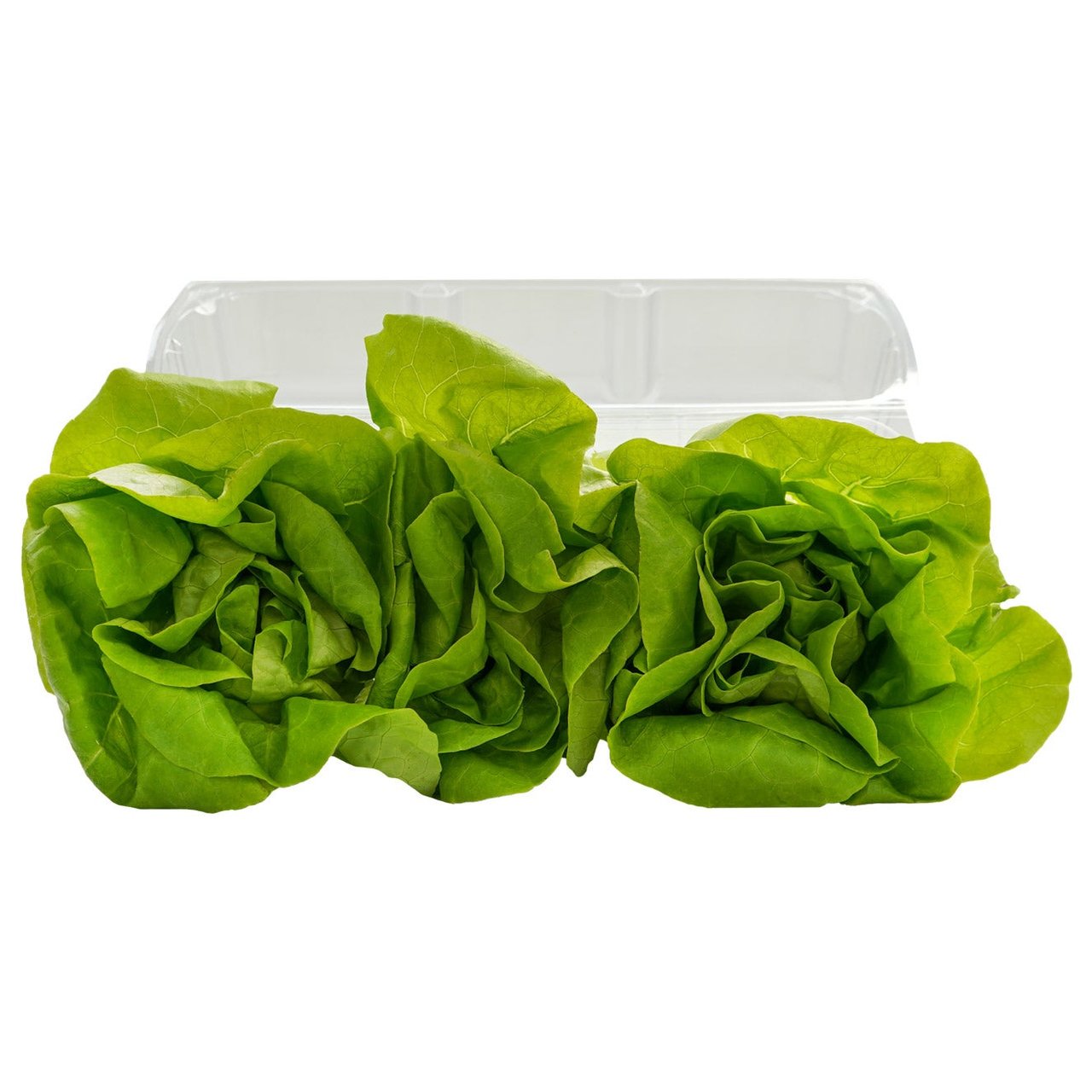 Organic Butter Lettuce 3 Count