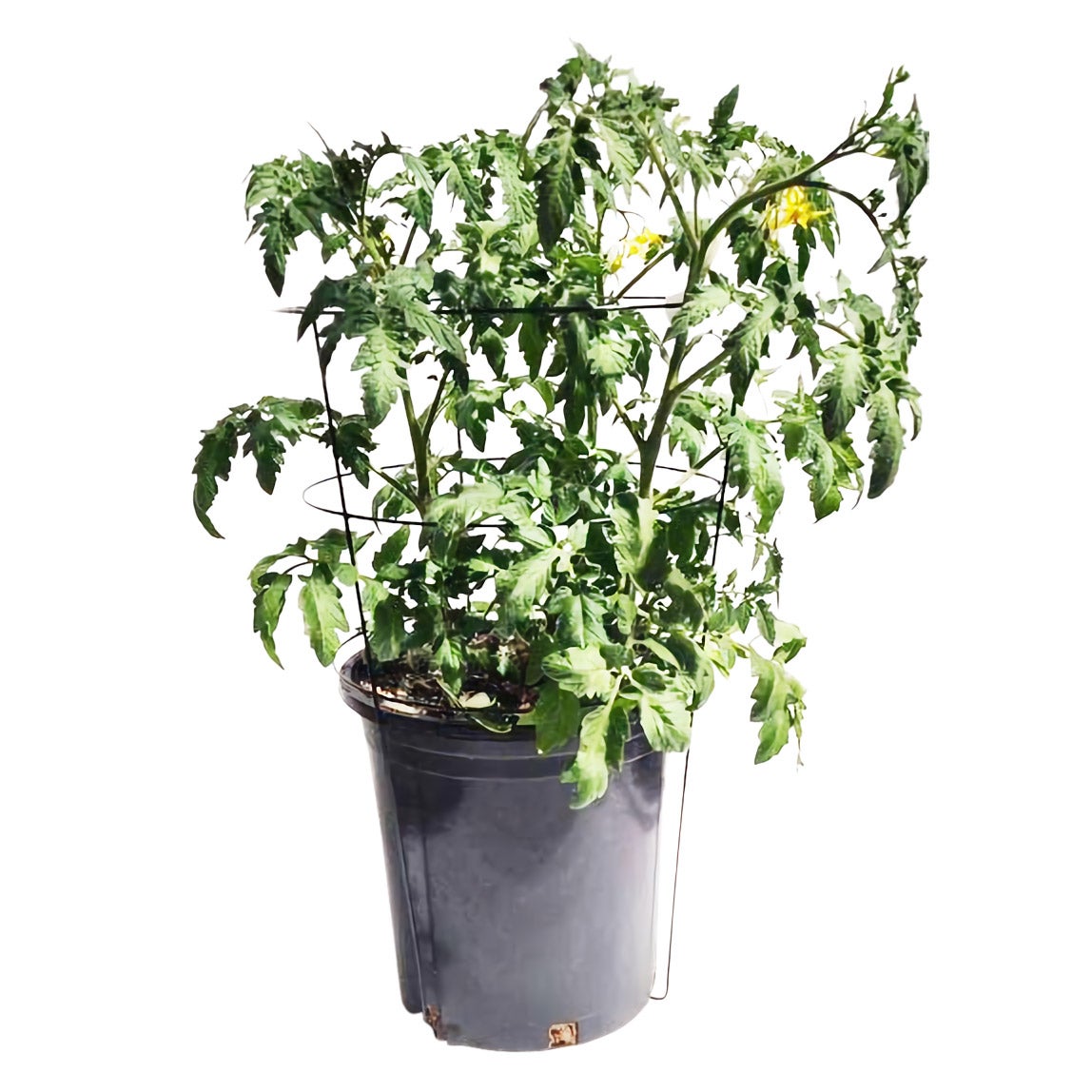 Vegetable Plant with 12" Wire Cage Support, 2.4-Gallon (9.1L) Container - Image 1
