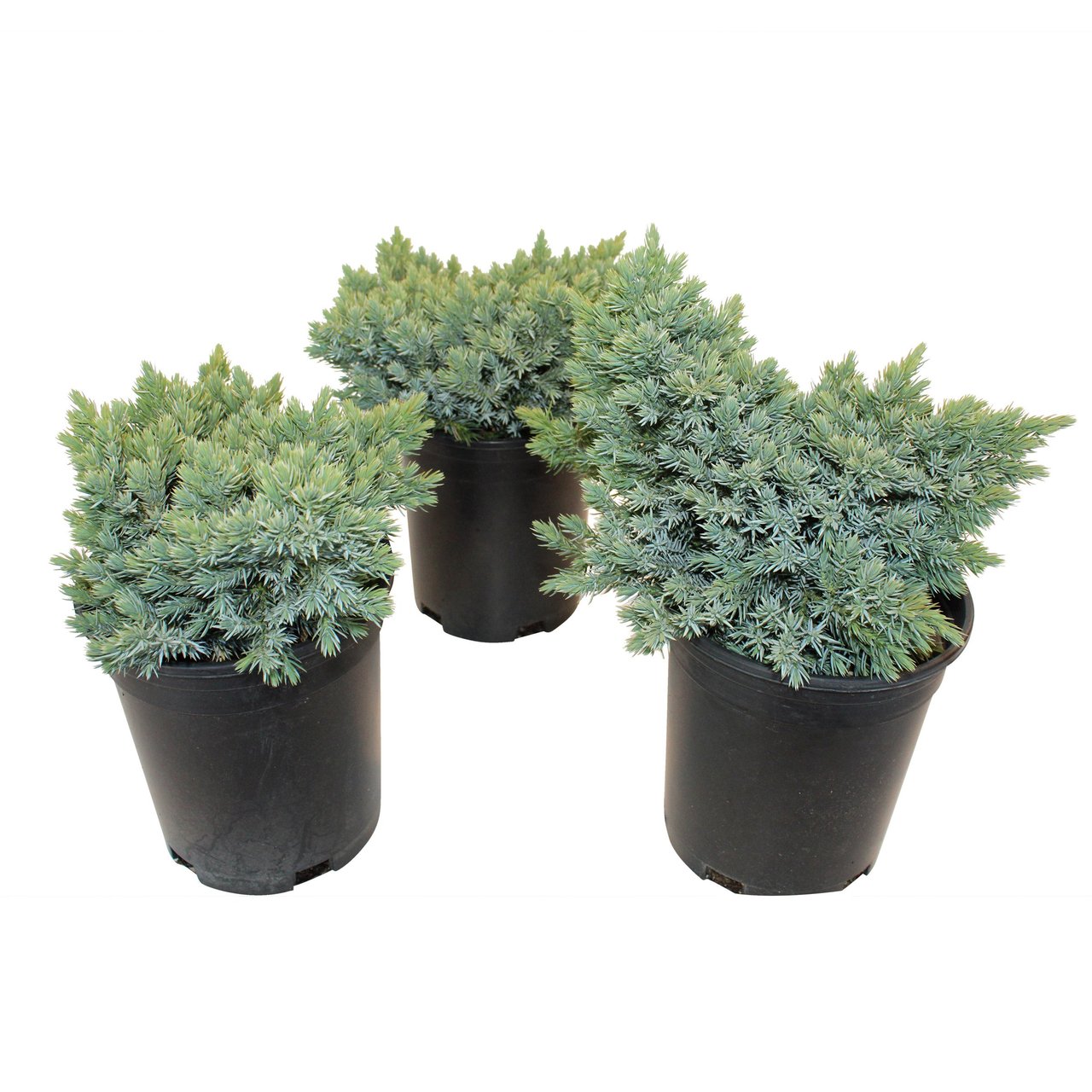 Juniper Blue Star 1-Gallon, 3-Pack - Image 1