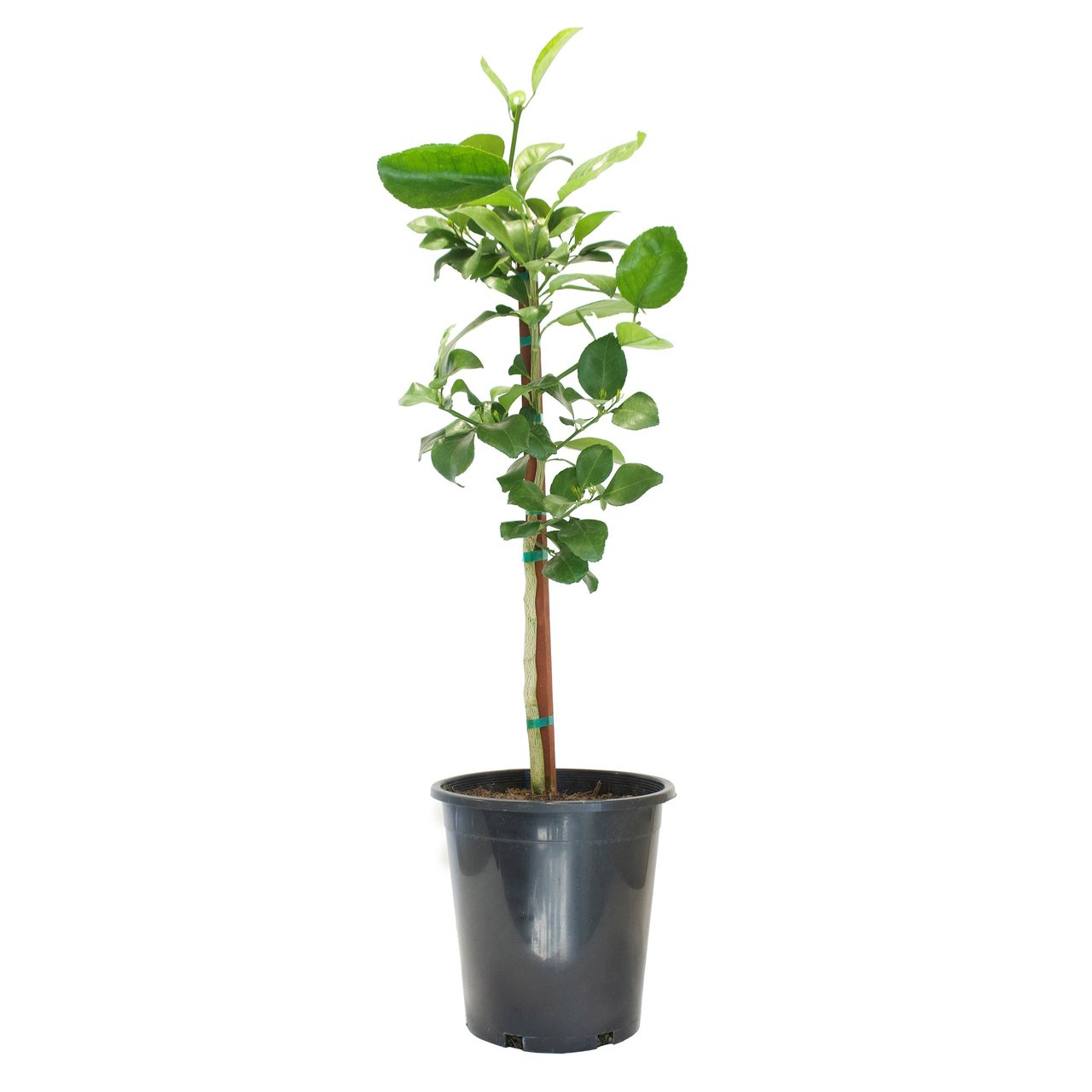 Citrus Tree Assorted Varieties 3.2 Gallon / 12.1 Liter - Image 1