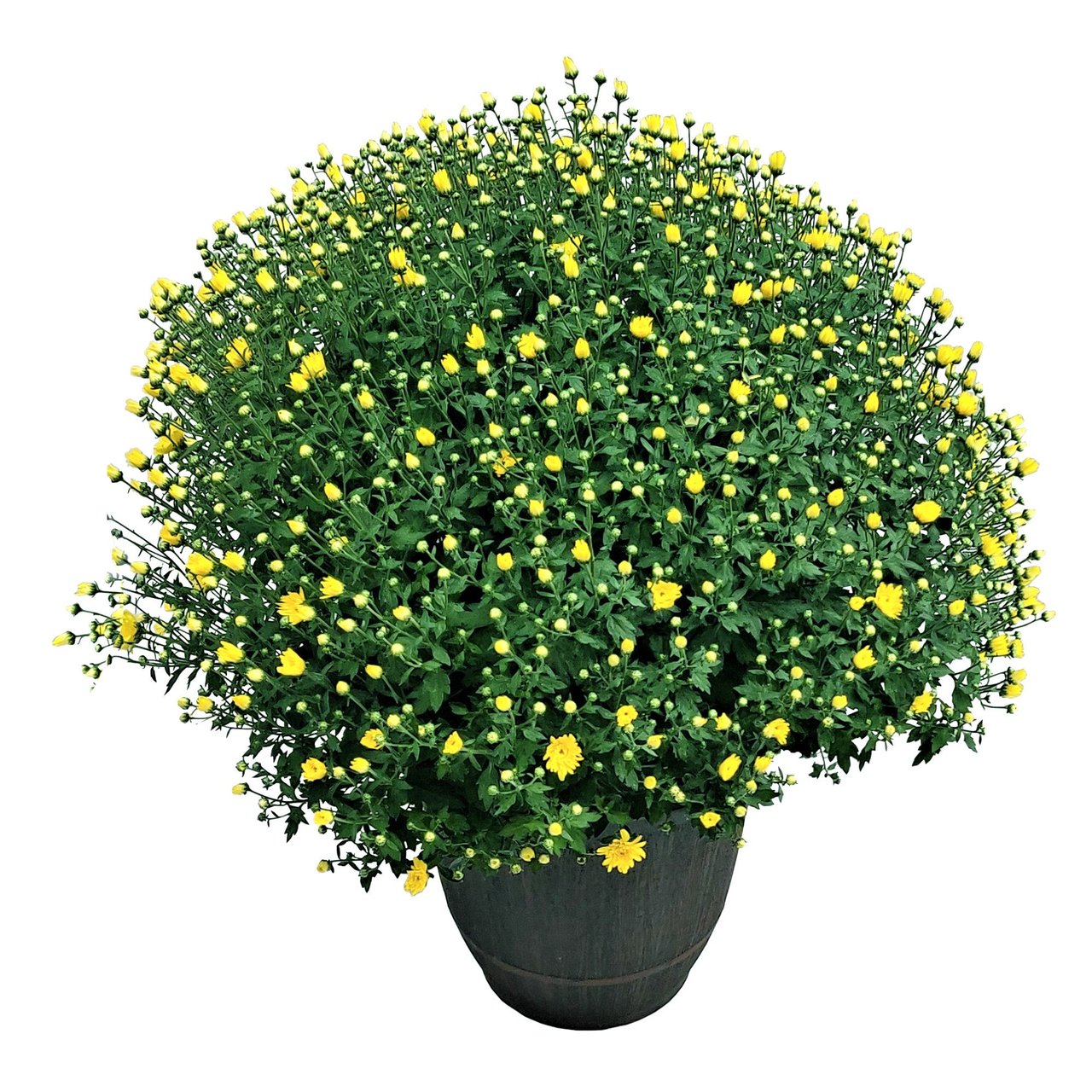 14" HARDY MUM 2.37G / 8.99L - Image 1