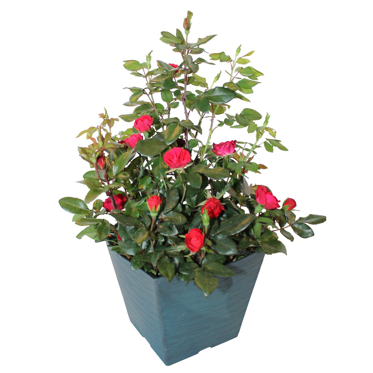 2-Gallon Petite Knock Out Rose - Image 1